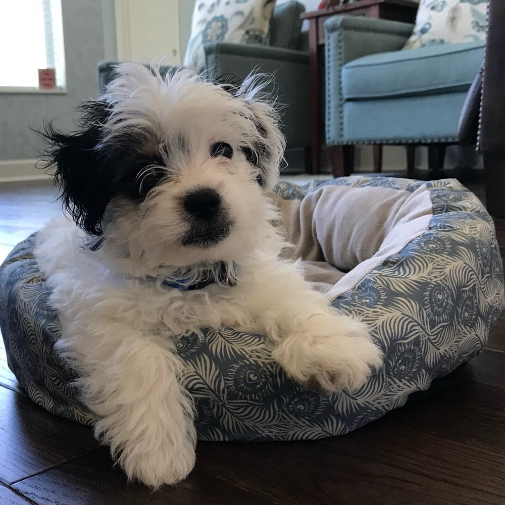 Meet your Posher, Mia